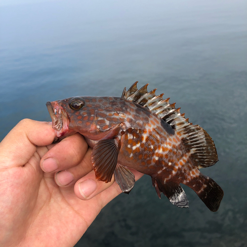 キジハタの釣果