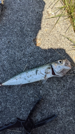 サバの釣果