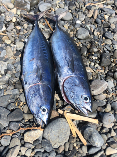 マルソウダの釣果