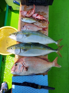 マダイの釣果