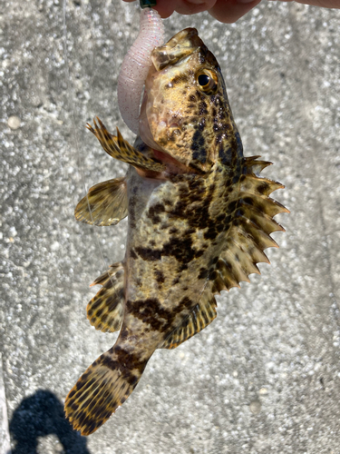 タイの釣果