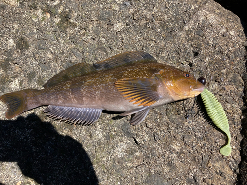 アイナメの釣果