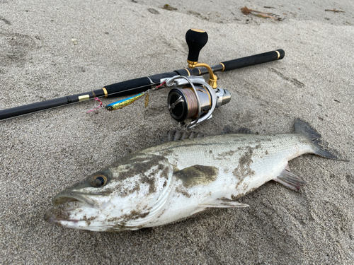 フッコ（タイリクスズキ）の釣果