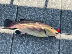 コブダイの釣果