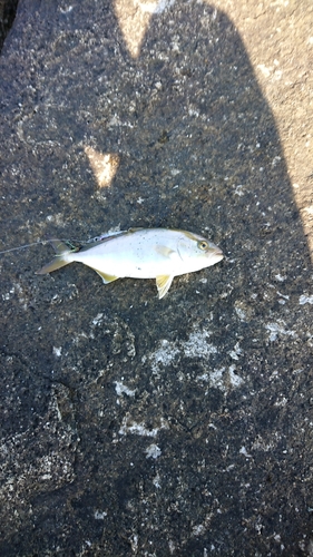 ショゴの釣果