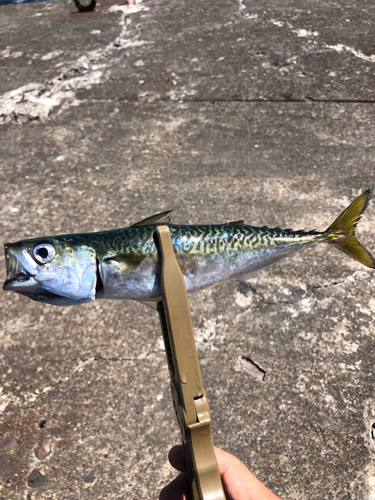 サバの釣果