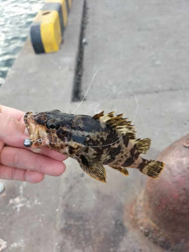 タケノコメバルの釣果