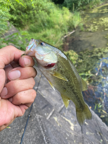 ブラックバスの釣果