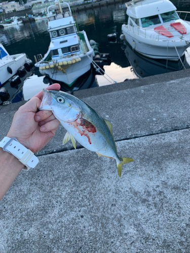 ワカシの釣果