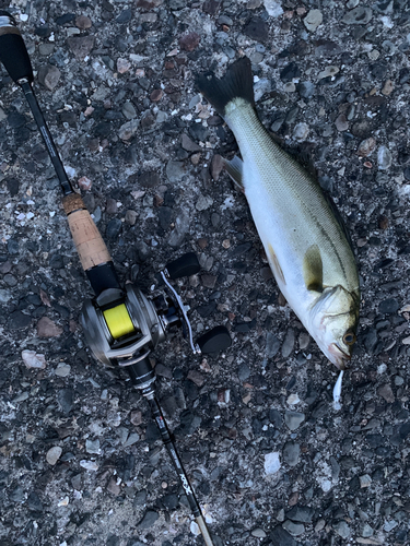 セイゴ（マルスズキ）の釣果