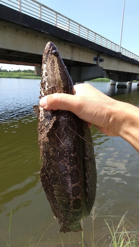 ライギョの釣果