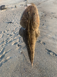 マゴチの釣果