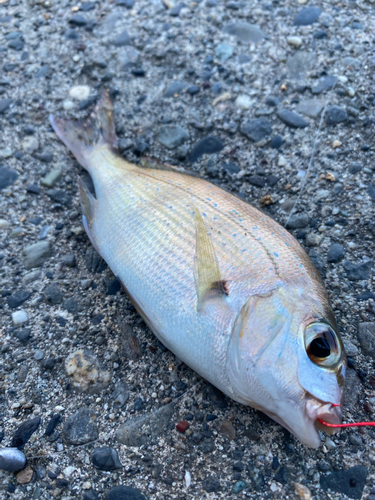 チャリコの釣果