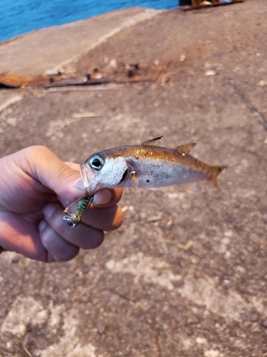 ムツの釣果