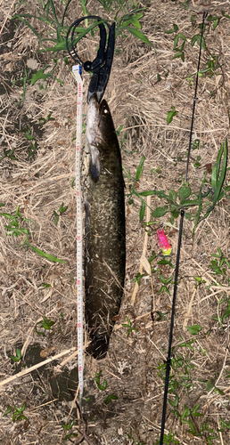 ナマズの釣果