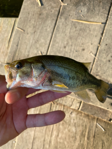 ラージマウスバスの釣果