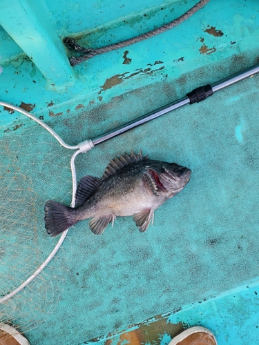 クロソイの釣果