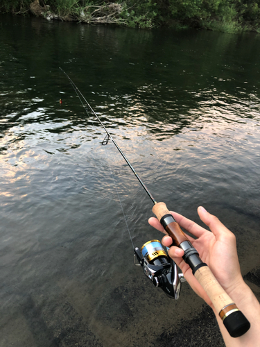 ウグイの釣果