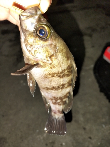 シロメバルの釣果