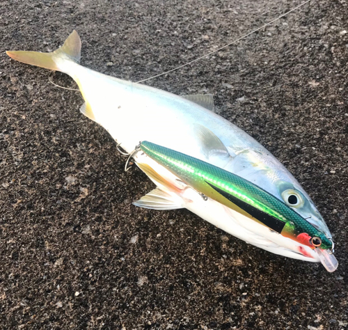 ツバスの釣果