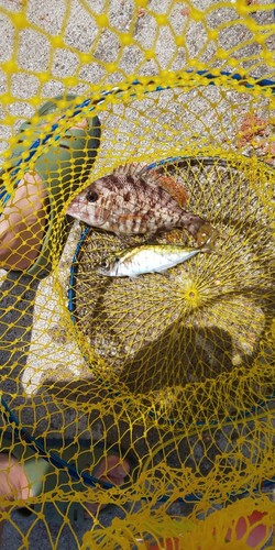 コショウダイの釣果