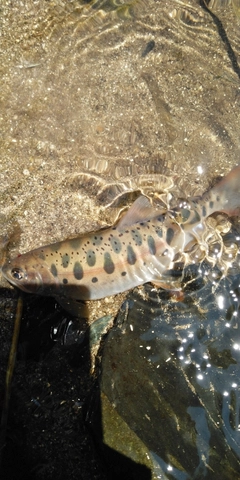 ヤマメの釣果