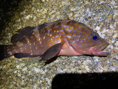 アコウの釣果