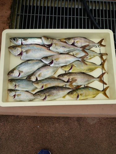 ショゴの釣果