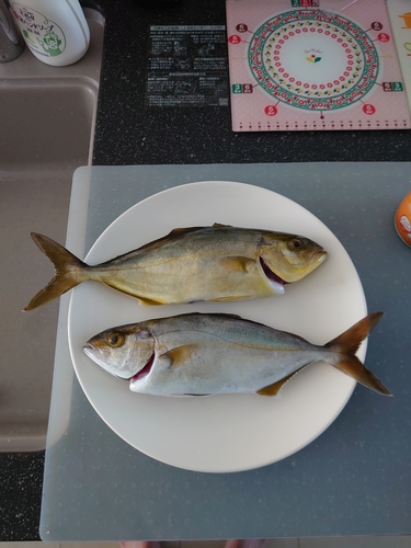 ショゴの釣果