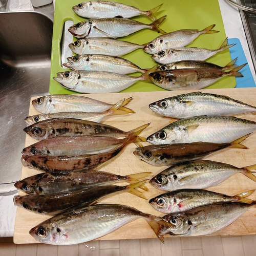 アジの釣果