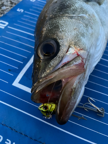 シーバスの釣果