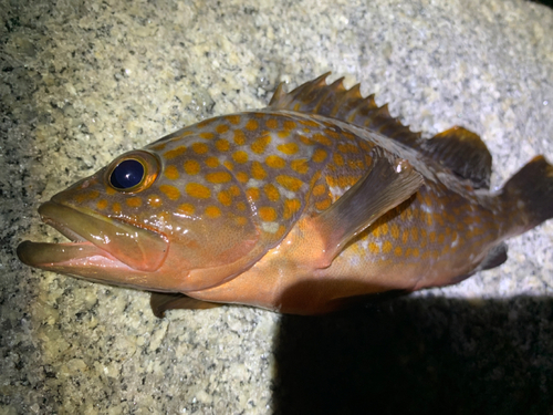 アコウの釣果