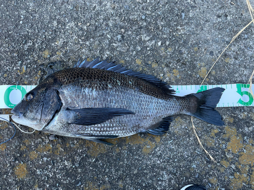 チヌの釣果