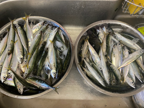 サバの釣果