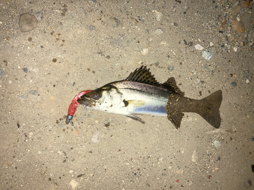 セイゴ（マルスズキ）の釣果