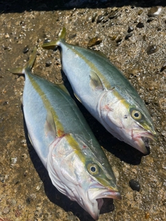 イナダの釣果