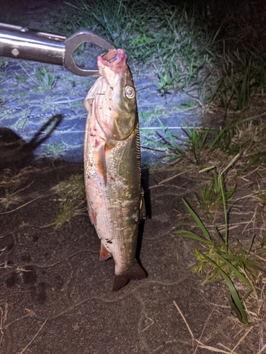 マルタウグイの釣果