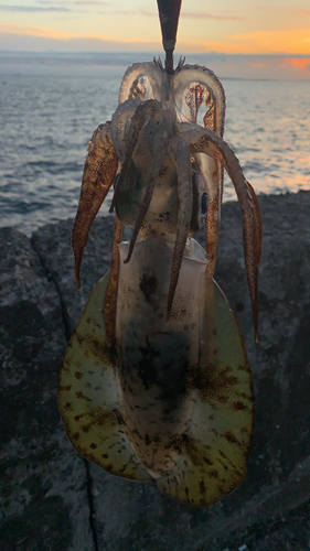 アオリイカの釣果