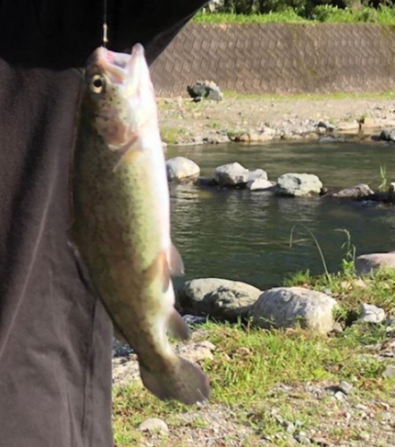 ニジマスの釣果