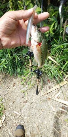 ブラックバスの釣果