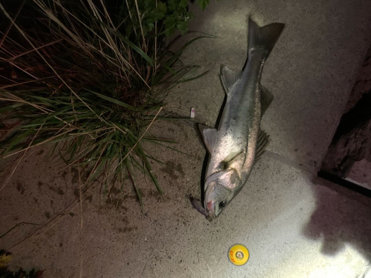 フッコ（マルスズキ）