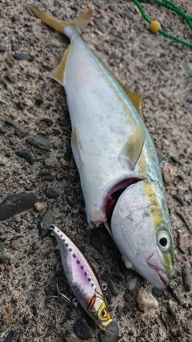 ワカシの釣果