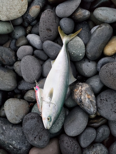 ワカシの釣果