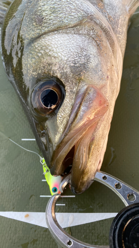 シーバスの釣果