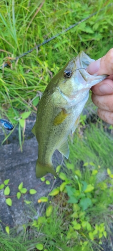 ラージマウスバスの釣果