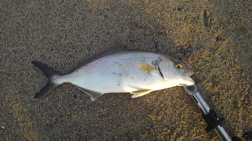 ショゴの釣果