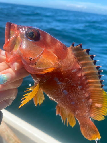 アカハタの釣果