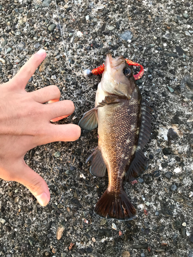 エゾメバルの釣果