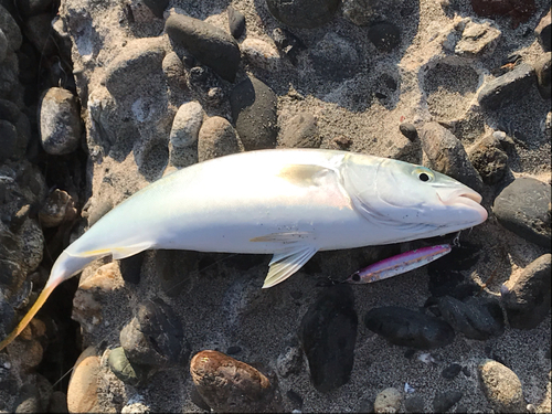 ワカシの釣果