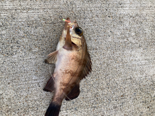 メバルの釣果